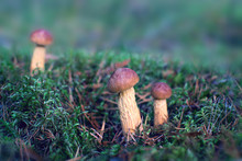Three Small North American Mushrooms Lat. Aureoboletus Projectellus Growing In Latvian Forest