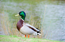 Portrait Of Wild Duck Male (mallard, Lat. Anas Platyrhynchos) Standing At Spring Young Grass Near The Pond
