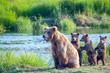 Wild brown bear family with mama and three standing young cubs.