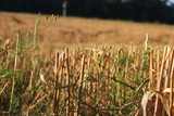 Fototapeta Krajobraz - Nahaufnahme Weizen, Stroh, Feld - Ernte auf dem Acker