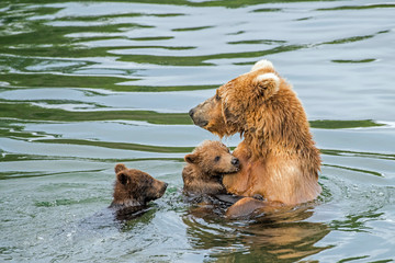 wild brown bear mama in the water with two young cubs.