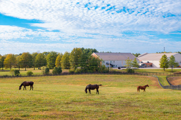 Wall Mural - Horses at horsefarm. Country landscape.