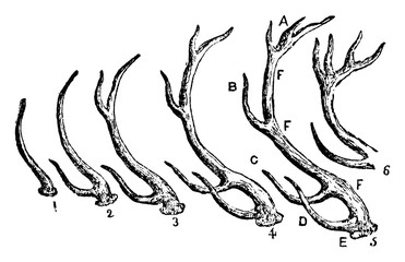 Wall Mural - stag horns, vintage illustration.
