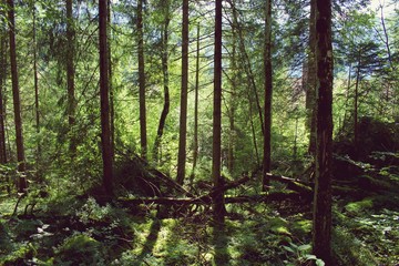 Wall Mural - Looking at trees in forrest around lake