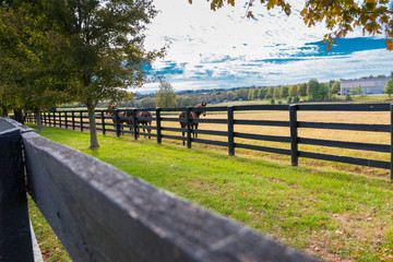 Wall Mural - Horses at horsefarm. Autumn country landscape.