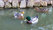 Mallard - Wild Ducks on the Lake