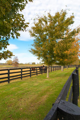 Wall Mural - Horses at horsefarm. Autumn country landscape.