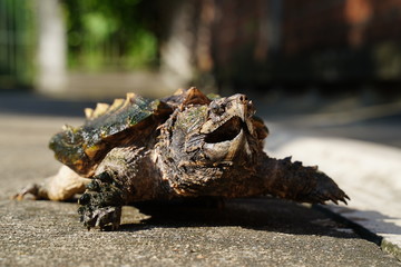 Wall Mural - Alligator snapping turtle on the road in sunny day