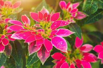 Pink flowers in the garden after the rain