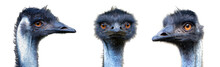 Identity Portraits From Different Parties Of Australian Emu Bird (Dromaius Novaehollandiae) Isolated On White Background.