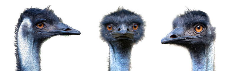 Identity portraits from different parties of Australian Emu bird (Dromaius novaehollandiae) isolated on white background.