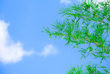 Fototapeta Dziecięca - Beautiful nature Bamboo leaves with blue sky background. Popular in growing bamboo trees in Asia.