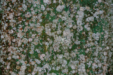 Lichen and moss on plastic wall - background and texture with green as the predominant color