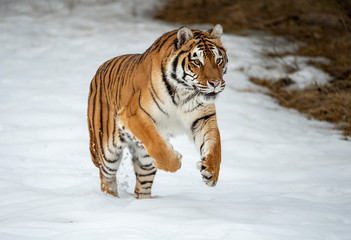 Poster - Siberian tiger in Snow