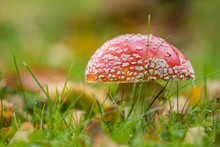 Close Up Of A Red Spotted Toadstool Mushroom With Half Dome Shaped Cap Grown On Fall Leaves Filled Green Grass Field With Blurry Background