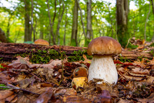 Mushroom In Forest , Bolete, Boletus.White Mushroom On Green Background .Natural White Mushroom Growing In A Forest.
