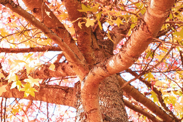 fall maple tree trunk