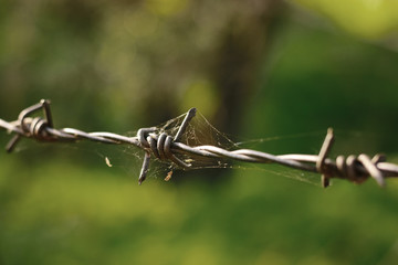 Barbed wire together the area with the blurred green background