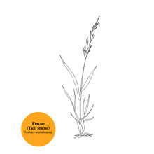 Vector Hand Drawn Illustraton Of Fescue ( Tall Fescue), Festuca Arundinacea, Forage, Meadow And Pastrure Grass, Whole Plant With Leaves, Roots , Stem And Spikelets