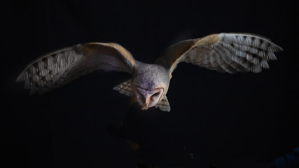 Aufkleber - a barn owl in flight at night. It is hunting and looking down as it hovers over its prey and has its wings spread out