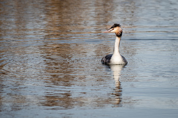 Aufkleber - a great crested grebe, podiceps cristatus, swimming towards the camera looking left into copy space. There is a reflection in the ripples of the water