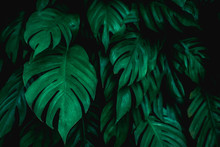 Tropical Jungle Foliage, Green Nature Background, Green Leaf
