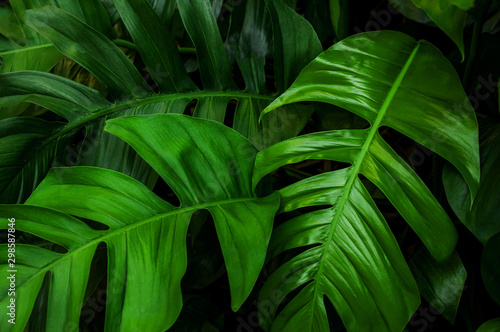 green monstera leaf background, tropical leaf, abstract green leaf texture