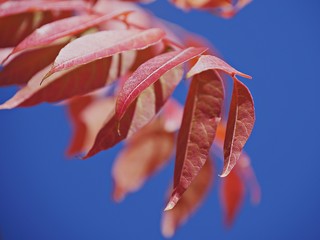 Medium close up of vibrant red leaves of a tree in autumn, with blurred background