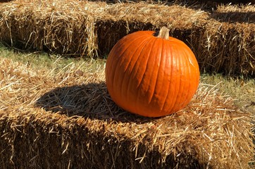 side view of orange pumpkins sold at a pumpkin patch for halloween
