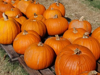 pumpkins displayed on wooden pallets at a pumpkin patch