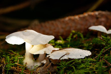 Closeup Of White Mushrooms In The Forest