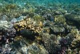 Fototapeta Do akwarium - Red Sea underwater landscape with fishes and corals. Natural background