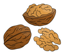 Vector Colored Walnut Icon. Set Of Isolated Monochrome Nuts. Food Line Drawing Illustration In Cartoon Or Doodle Style Isolated On White Background..