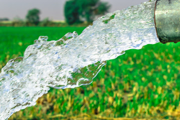 Wall Mural - crystal clear sweet and healthy water being flush out by a heavy diesel engine tube well  in the wheat fields where the river water can't reach 