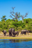 Fototapeta Sawanna - Watering in the Okavango River