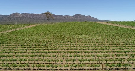 Wall Mural - Lonely tree in the middle of vineyard in Pokolbin of Hunter Valley wine making region of Australia on a sunny day.