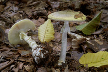 Deadly Poisonous Mushroom Amanita Phalloides Growing In The Leaves In The Beech Forest. Also Known As Death Cap. Mushroom With Green Cap And White Stem. Natural Condition.