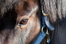 Close-up, Shallow Focus Of The Detailed Eye And Surrounding Area Of An Adult Horse. Also In View Is Part Of The Harness Used To Lead Him From His Stables.