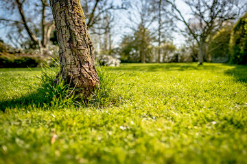 Wall Mural - Ground level, shallow focus of  mature, Pear Tree showing detail of its weathered bark. Situated in a large and well maintained garden, the lawn having been recently cut.