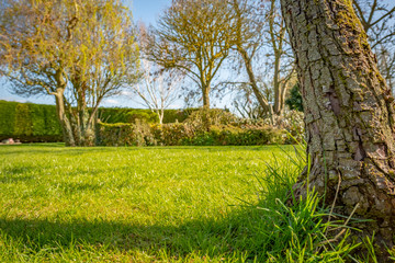 Wall Mural - Ground level, shallow focus of  mature, Pear Tree showing detail of its weathered bark. Situated in a large and well maintained garden, the lawn having been recently cut.