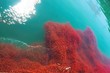 lobster krill swarm in sea water 