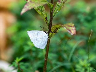 Poster - angled sunbeam curetis acuta butterfly on plant 4