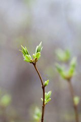 Wall Mural - Soft tender springtime nature background. Syringa Vulgaris branch with first fresh green leaves on blurred background. Shallow depth of field, selective focus.