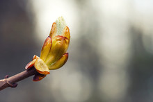 New Life Spring Time Concept. Horse Chestnut Bud Macro View. Shallow Depth Of Field, Soft Focus Background, Copy Space