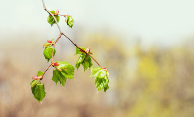 Wall Mural - Birch tree branch spring nature landscape. The process of turning a birch buds into a leaves. Beautiful soft tender springtime park nature background. copy space.