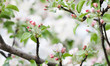 Apple tree flowers blossom macro view. Blossoming white pink petals fruit tree branch, tender blurred bokeh background. Shallow depth of field