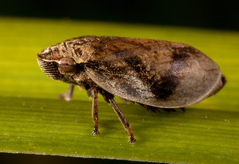 Wall Mural - Macro shooting of insects. Out of town. Summer