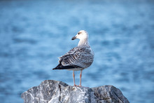 Young Black -backed Gull 