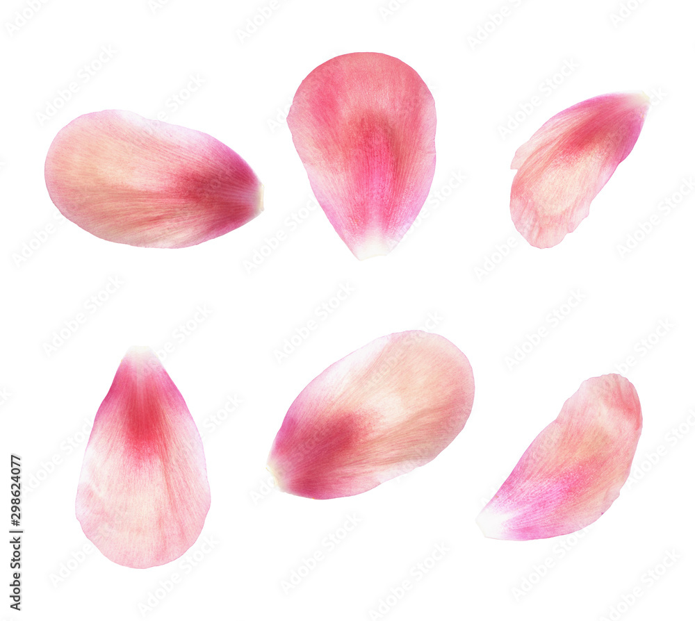 Set of pink peony petals - obrazy, fototapety, plakaty 