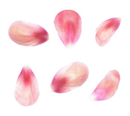 Set of pink peony petals